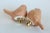 Terra Cotta Stoneware Bird Lamp Finials on Brass Hardware - a Pair For Sale - Image 8 of 8