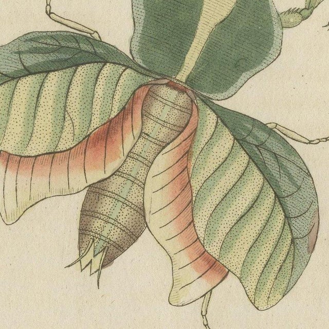 Bertuch, Walking Leaf and Chinese Lantern Fly, 1805, Print For Sale - Image 6 of 12