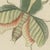 Bertuch, Walking Leaf and Chinese Lantern Fly, 1805, Print For Sale - Image 6 of 12
