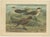 Paper Illustrations of Seabirds Gulls, Terns & Skuas, 1890, Prints, Set of 6 For Sale - Image 7 of 10