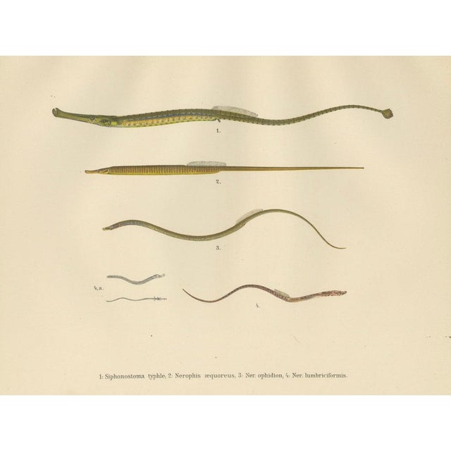 Paper Pipefish and Worm Pipefish, 1895, Paper For Sale - Image 7 of 10