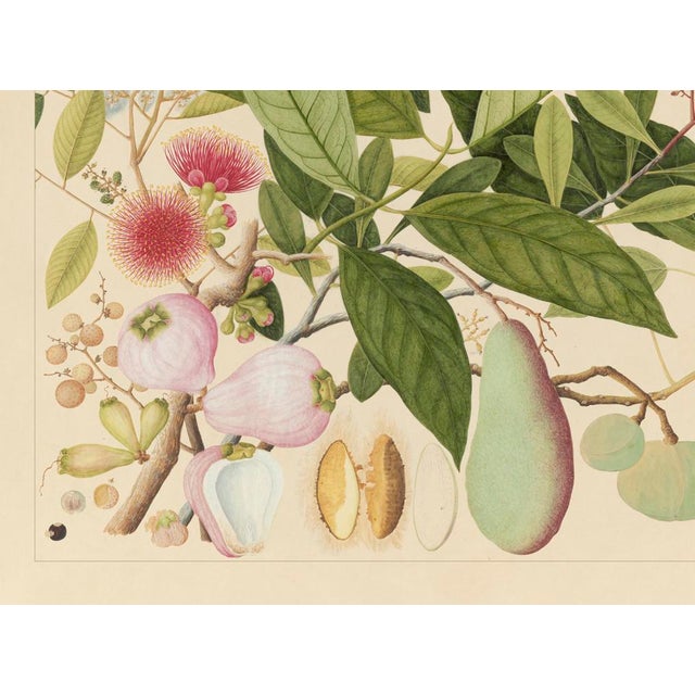 Golden Tropic Botanicals #12/22. beautifully reproduced as giclée prints using archival inks on imported English cotton...