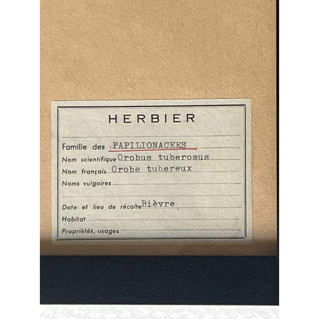1965 French Herbarium Botanical Specimens – Set of 9 Custom Framed Pressed Botanicals For Sale - Image 11 of 18
