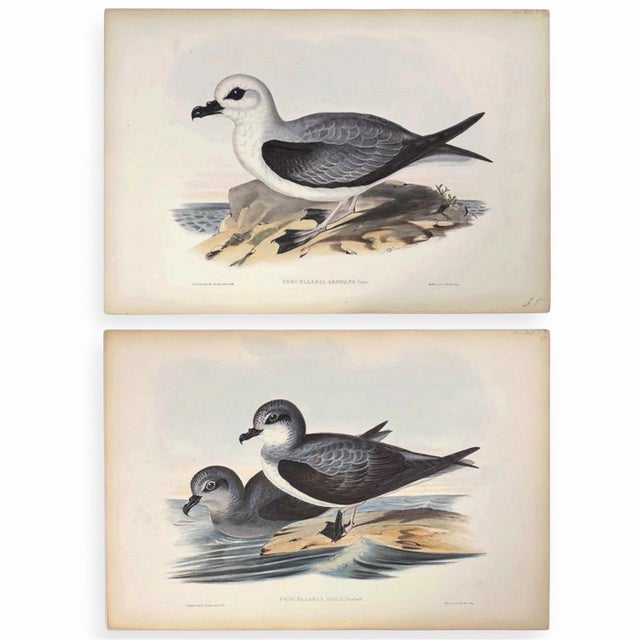 Rare Gould Pattern Gallery, 19th Century Hand-Colored Lithographs From John Gould’s Birds of Australia | Custom Mat Selection - Set of 6 For Sale - Image 13 of 18