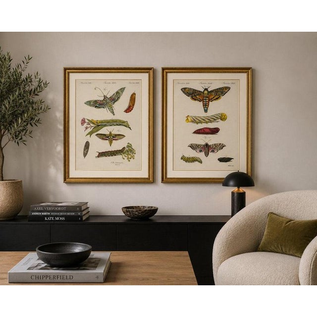 Bertuch, Hawk Moth Life Cycle, 1810, Engravings, Set of 2 For Sale - Image 13 of 14