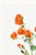 Scarlet Globe Mallow, Vintage Botanical Art Print Reproduction by Mary Vaux Walcott, 40" X 60" For Sale In Buffalo - Image 6 of 9