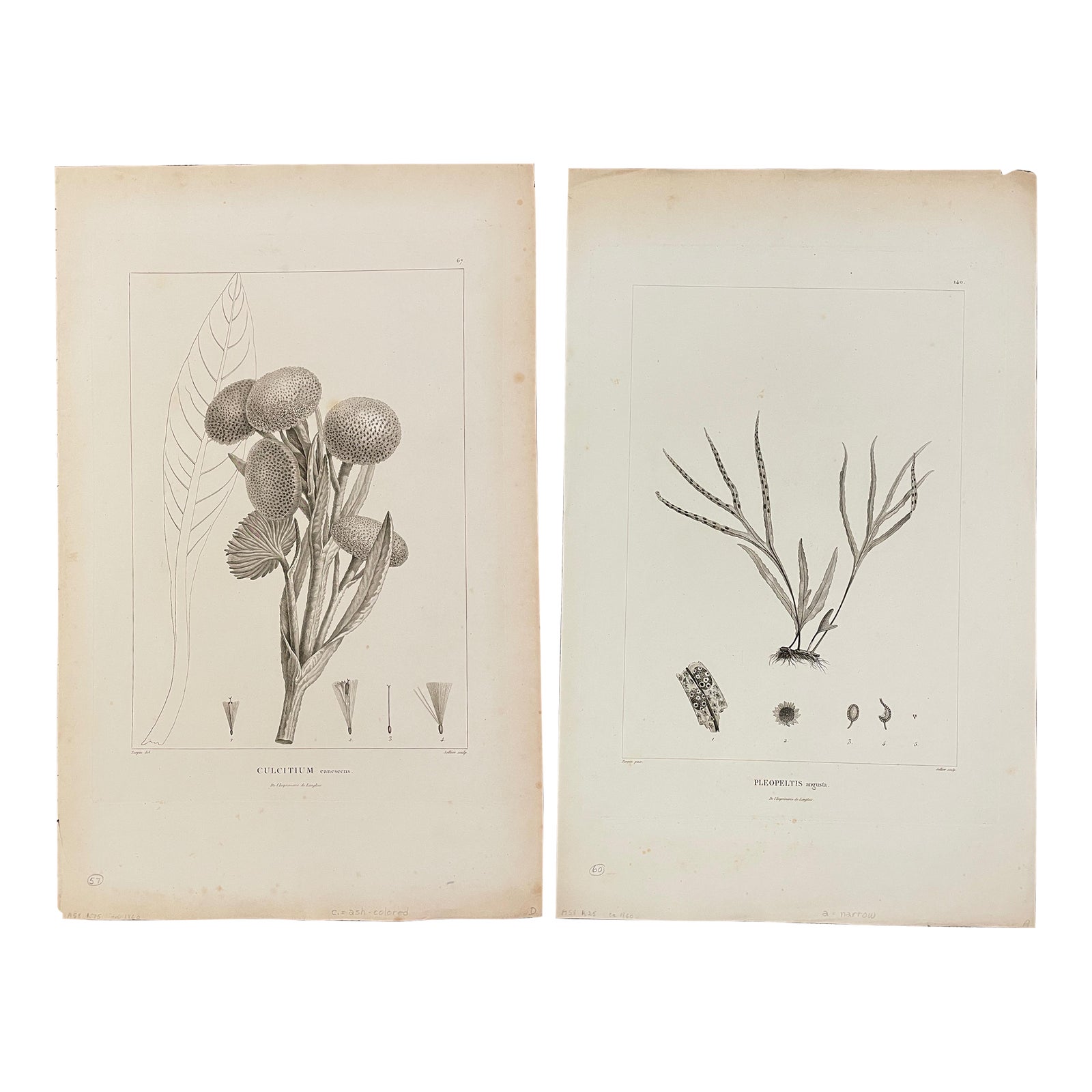 Antique French Botanical Engravings - A Set of Four | Chairish
