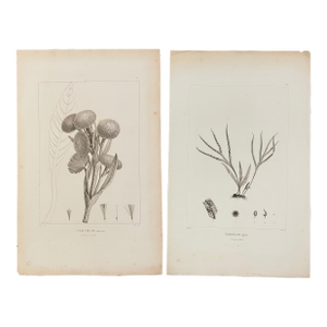 Antique French Botanical Engravings - A Set of Four