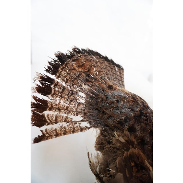 Taxidermy Pheasant Hen Mid-Flight For Sale - Image 9 of 9