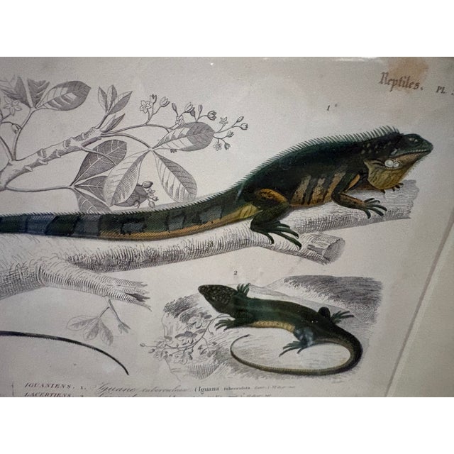 Framed 19th C Hand Colored Engravings of Insects, Reptiles and Shells For Sale - Image 14 of 17