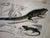 Framed 19th C Hand Colored Engravings of Insects, Reptiles and Shells For Sale - Image 14 of 17