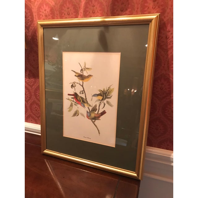 Antique Framed Painted Bunting Bird Print For Sale - Image 4 of 6