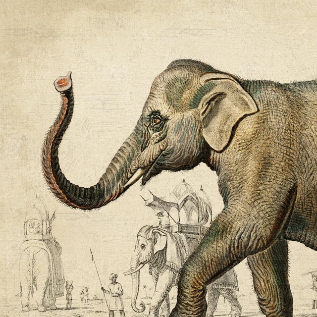Illustration Reproduction Vintage Elephant Art Print, Framed For Sale - Image 3 of 5