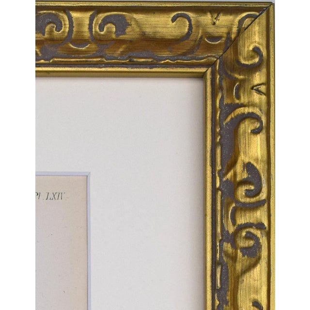 Mid 19th Century 19th Century Antique Hand Colored English Shell Print by John Jeffreys 1869 For Sale - Image 5 of 6