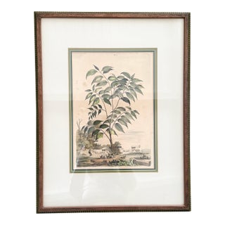 17th C European Hand-Colored Lithograph, Guajacana Tree For Sale