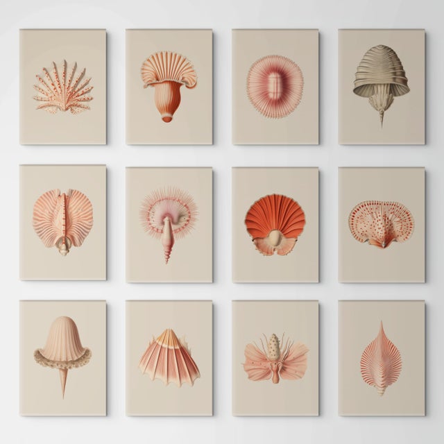This refined collection of twelve sea forms draws from original 19th-century natural history drawings, celebrating the...