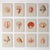 This refined collection of twelve sea forms draws from original 19th-century natural history drawings, celebrating the...