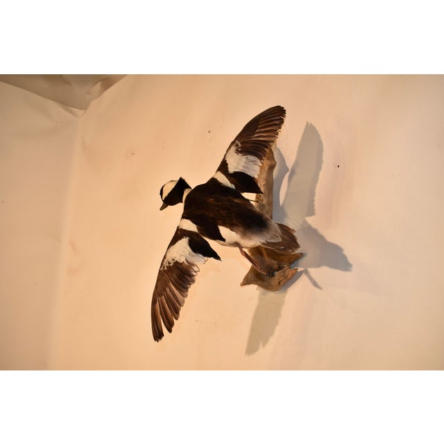 1980s Bufflehead Duck Mounted on Driftwood Wall Mount For Sale - Image 5 of 9