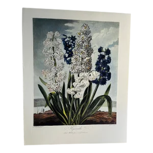 2008 Hyacinths Temple of Flora Print