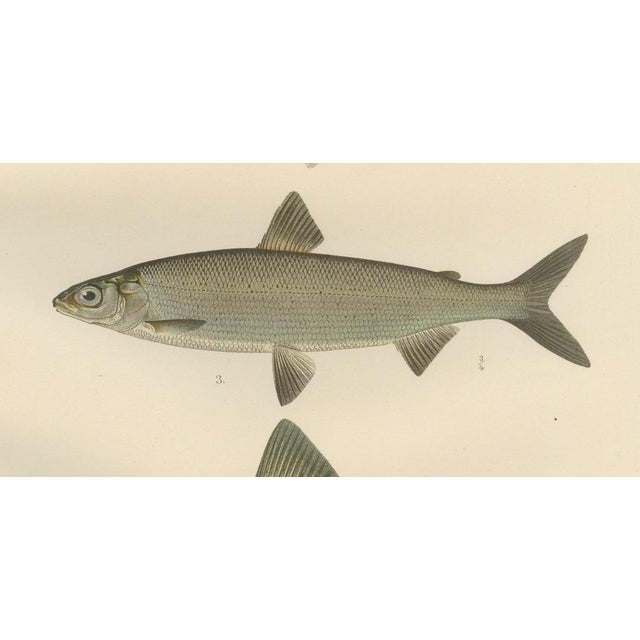 Late 19th Century Grayling and Whitefish, 1895, Paper For Sale - Image 5 of 10