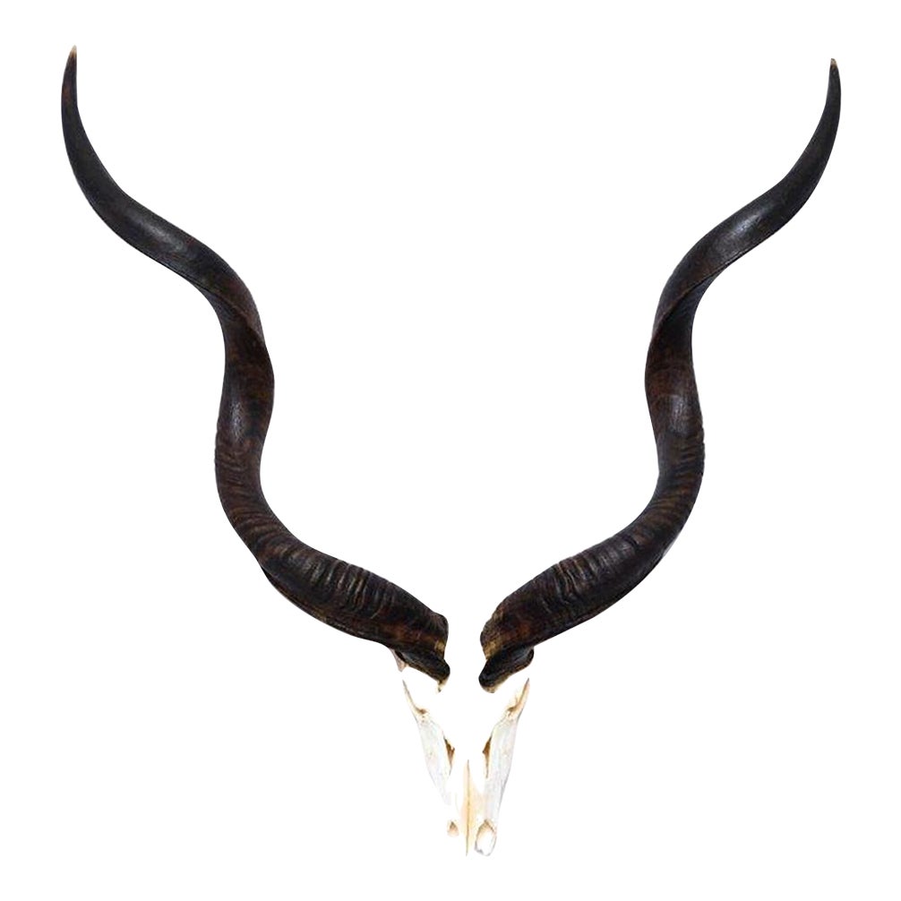 Contemporary Kudu Horn Full Skull Chairish