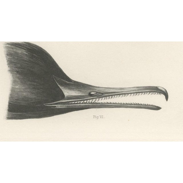 Early 20th Century Lilian Marguerite Medland, Bills of the Sawbills and Sea Ducks, 1909, Print For Sale - Image 5 of 9