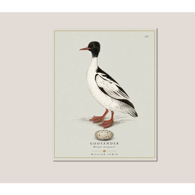 William Lewin 1789 Waterbirds Fine Art Gallery Board Print - The Goosander For Sale - Image 9 of 11