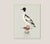William Lewin 1789 Waterbirds Fine Art Gallery Board Print - The Goosander For Sale - Image 9 of 11