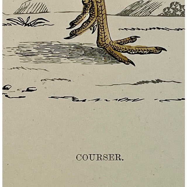 Cream Antique Hand Tinted Bird Print From England Featuring a Tan & White Courser - Circa 1888 For Sale - Image 8 of 10