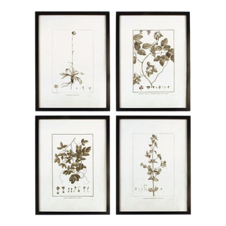 Framed Sepia-Tone Botanical Prints, Set Of 4 For Sale