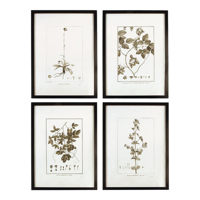 Framed Sepia-Tone Botanical Prints, Set Of 4 For Sale