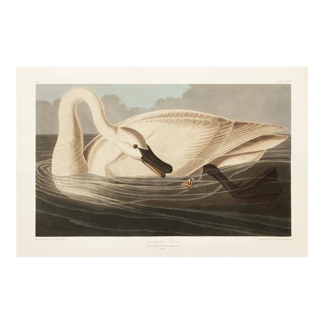1990s Trumpeter Swan After Audubon, Large Cottage Style Print For Sale