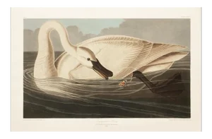 1990s Trumpeter Swan After Audubon, Large Cottage Style Print