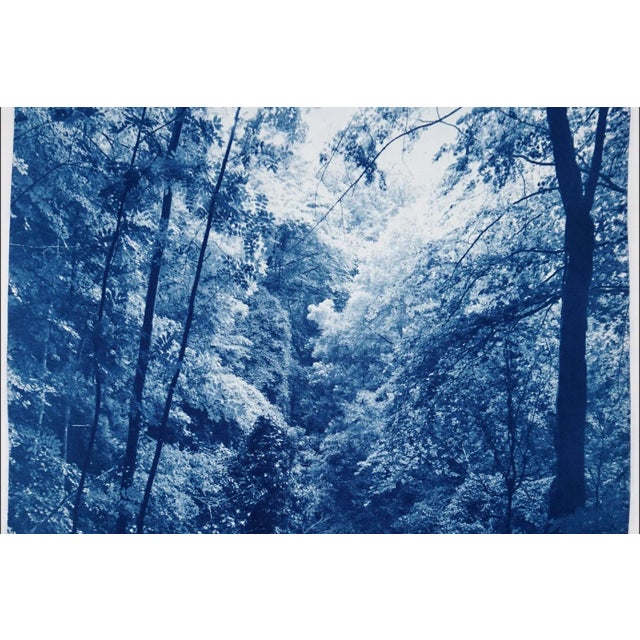2020s "Soft Light in the Woods" Contemporary Landscape Handmade Cyanotype Print on Watercolor Paper For Sale - Image 5 of 8