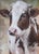 Farmhouse Farmhouse Cow Bull Portrait Painting Including the Antiqued Gold Wood Frame For Sale - Image 3 of 5