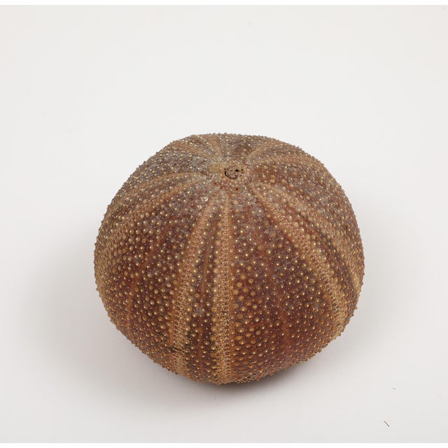 Sea Urchin Percussive Shaker by Ben Rickert, Signed For Sale In New York - Image 6 of 8