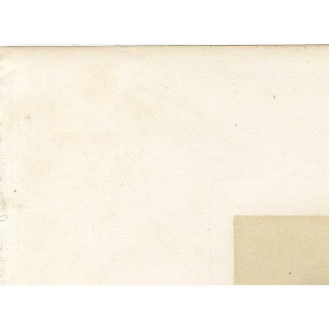 Paper Oudet After Melin, Norman Cow, 1873, Paper For Sale - Image 7 of 12