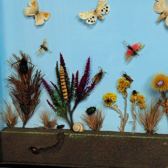 Mid 20th Century A Great Vintage School Teaching Display of the Insects of the Heath For Sale - Image 5 of 7