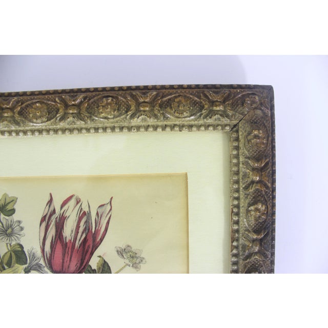 Late 19th Century Antique Coloured Botanical Illustration Engraving Antique Wood and Plaster Frame Floral French Art For Sale - Image 5 of 11