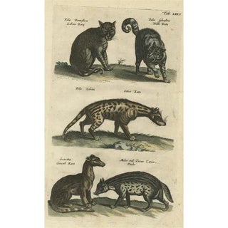 Domestic and Wild Cat Species, 1657, Paper For Sale