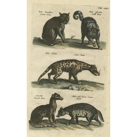 Domestic and Wild Cat Species, 1657, Paper For Sale