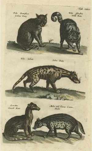 Domestic and Wild Cat Species, 1657, Paper