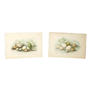 Antique Bird Egg Prints From Sir William Jardine's Naturalist Library - Provincetown Estate Find