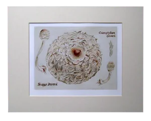 Contemporary Realistic Drawing, "Shaggy Parasol, Mushroom", Natural History Mixed-Media Drawing