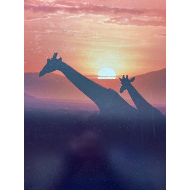 Offered is a rare, beautifully preserved 1987 vintage large-format color photograph titled "Giraffes at Sunset" by the...