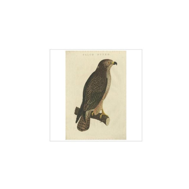 Sepp & Nozeman, Common Buzzard, 1829, Paper For Sale - Image 3 of 6