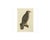 Sepp & Nozeman, Common Buzzard, 1829, Paper For Sale - Image 3 of 6
