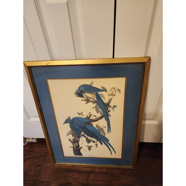 This is an antique Audubon print Columbia Jay Garrulus ultramarinus marked 1830 Plate 96. It is numbered 20. listed on the...
