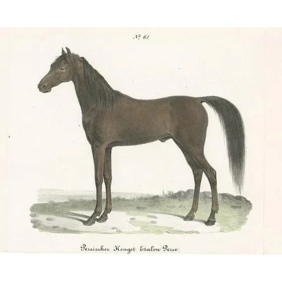Schinz, Illustration of a Persian Stallion, 1827, Print For Sale - Image 6 of 6