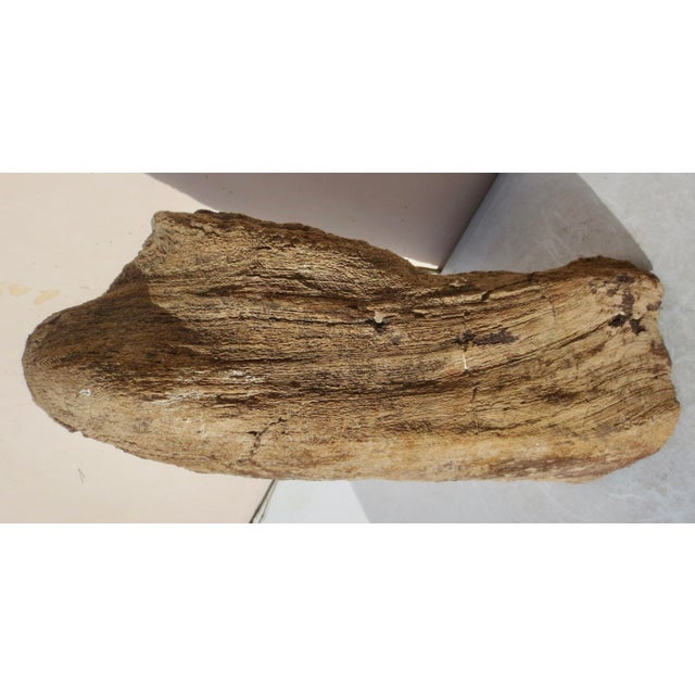 Large Petrified Wood Log For Sale - Image 4 of 13